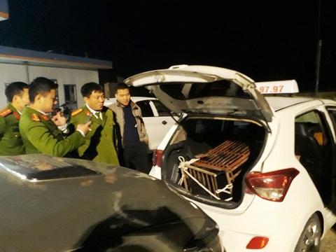 Giữa trận chung kết, thuê taxi chở gấu nặng 140kg đi bán bị bắt quả tang - Ảnh 1. Giữa trận chung kết, thuê taxi chở gấu nặng 140kg đi bán bị bắt quả tang - Ảnh 1.
