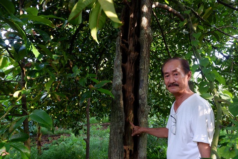 Kể chuyện cây trái miền Tây - Kỳ 3: Nữ hoàng trăm tuổi giữa cù lao Tân Quy - Ảnh 2. Kể chuyện cây trái miền Tây - Kỳ 3: Nữ hoàng trăm tuổi giữa cù lao Tân Quy - Ảnh 2.