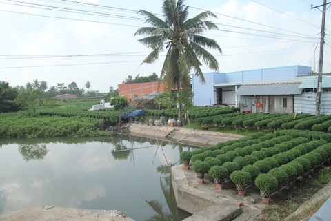 Miền Tây xâm nhập mặn bất thường, làng hoa Tết lo ngay ngáy - Ảnh 4. Miền Tây xâm nhập mặn bất thường, làng hoa Tết lo ngay ngáy - Ảnh 4.