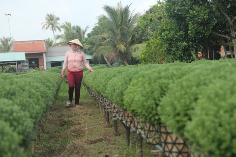 Miền Tây xâm nhập mặn bất thường, làng hoa Tết lo ngay ngáy - Ảnh 7. Miền Tây xâm nhập mặn bất thường, làng hoa Tết lo ngay ngáy - Ảnh 7.