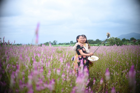 Cánh đồng hoa dền cát trời cho đẹp lạ lùng ở Phú Yên - Ảnh 7. Cánh đồng hoa dền cát trời cho đẹp lạ lùng ở Phú Yên - Ảnh 7.
