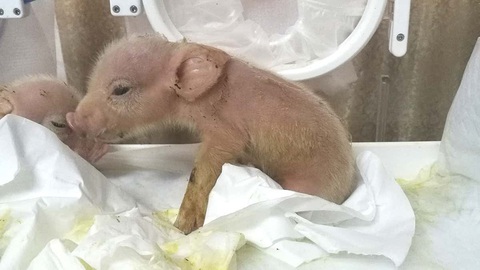 Nuôi nội tạng người trong cơ thể động vật, có được không? - Ảnh 1. Nuôi nội tạng người trong cơ thể động vật, có được không? - Ảnh 1.