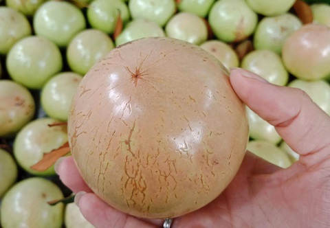 Kể chuyện cây trái miền Tây - Kỳ 8: Lận đận vú sữa Lò Rèn - Ảnh 2. Kể chuyện cây trái miền Tây - Kỳ 8: Lận đận vú sữa Lò Rèn - Ảnh 2.