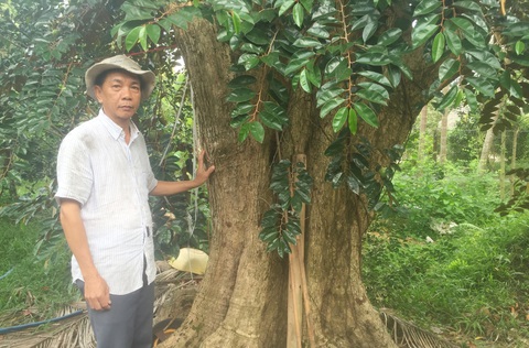 Kể chuyện cây trái miền Tây - Kỳ 8: Lận đận vú sữa Lò Rèn - Ảnh 1. Kể chuyện cây trái miền Tây - Kỳ 8: Lận đận vú sữa Lò Rèn - Ảnh 1.