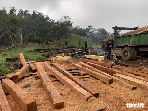 Mật phục công trường khai thác gỗ trong rừng phòng hộ, thấy gì? - Ảnh 2. Mật phục công trường khai thác gỗ trong rừng phòng hộ, thấy gì? - Ảnh 2.