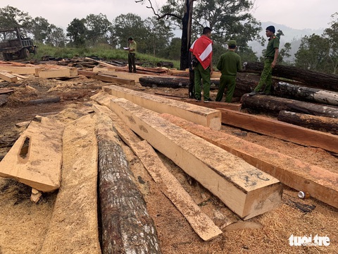 Mật phục công trường khai thác gỗ trong rừng phòng hộ, thấy gì? - Ảnh 5. Mật phục công trường khai thác gỗ trong rừng phòng hộ, thấy gì? - Ảnh 5.