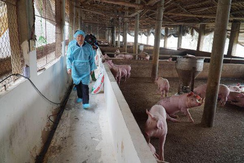 Giá heo hơi sắp chạm ngưỡng 100.000 đồng/kg, Bộ Nông nghiệp nói gì? - Ảnh 2. Giá heo hơi sắp chạm ngưỡng 100.000 đồng/kg, Bộ Nông nghiệp nói gì? - Ảnh 2.