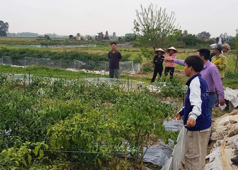 Ruộng ớt bị phá tan, dân nghi do mình phản đối mở rộng đường nội đồng - Ảnh 2. Ruộng ớt bị phá tan, dân nghi do mình phản đối mở rộng đường nội đồng - Ảnh 2.