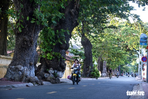 Cây bàng đi qua thăng trầm cùng người dân Côn Đảo - Ảnh 1. Cây bàng đi qua thăng trầm cùng người dân Côn Đảo - Ảnh 1.