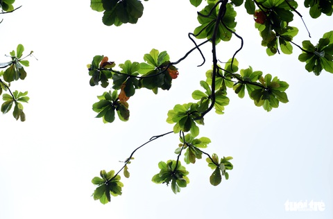 Cây bàng đi qua thăng trầm cùng người dân Côn Đảo - Ảnh 3. Cây bàng đi qua thăng trầm cùng người dân Côn Đảo - Ảnh 3.