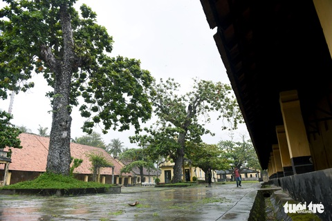 Cây bàng đi qua thăng trầm cùng người dân Côn Đảo - Ảnh 4. Cây bàng đi qua thăng trầm cùng người dân Côn Đảo - Ảnh 4.