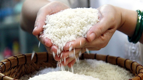 Loạn giống lúa dỏm - Kỳ 3: Phải bảo vệ danh tiếng gạo Việt Nam - Ảnh 1. Loạn giống lúa dỏm - Kỳ 3: Phải bảo vệ danh tiếng gạo Việt Nam - Ảnh 1.