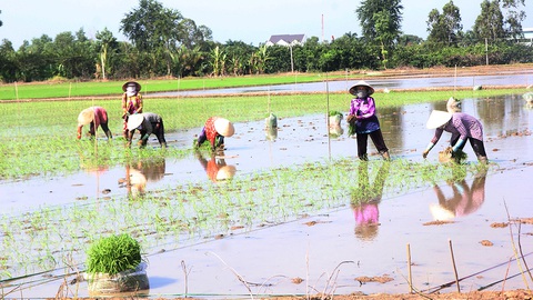 Loạn giống lúa dỏm - Kỳ 3: Phải bảo vệ danh tiếng gạo Việt Nam - Ảnh 3. Loạn giống lúa dỏm - Kỳ 3: Phải bảo vệ danh tiếng gạo Việt Nam - Ảnh 3.