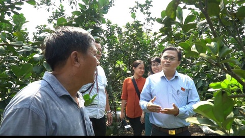 Phát triển đường hoa mai vàng Bình Chánh thành đặc sản du xuân - Ảnh 3. Phát triển đường hoa mai vàng Bình Chánh thành đặc sản du xuân - Ảnh 3.