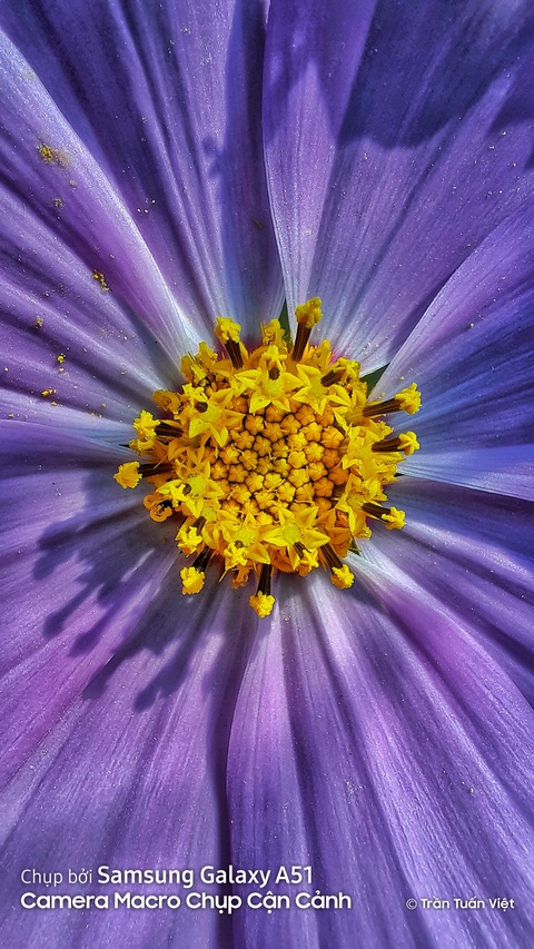 Công nghệ camera macro chụp cận cảnh tạo khác biệt cho Galaxy A51 - Ảnh 3. Công nghệ camera macro chụp cận cảnh tạo khác biệt cho Galaxy A51 - Ảnh 3.