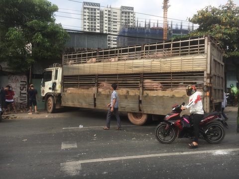 Xe chở heo lao vào nhà dân, quốc lộ 13 nối TP.HCM - Bình Dương kẹt cứng - Ảnh 3. Xe chở heo lao vào nhà dân, quốc lộ 13 nối TP.HCM - Bình Dương kẹt cứng - Ảnh 3.