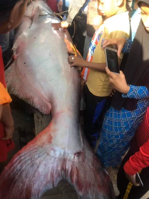 Nông dân An Giang bắt được cá tra dầu 230kg - Ảnh 2. Nông dân An Giang bắt được cá tra dầu 230kg - Ảnh 2.