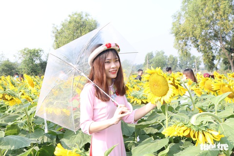 Selfie rực sắc vàng với vườn hướng dương ở TP.HCM - Ảnh 5. Selfie rực sắc vàng với vườn hướng dương ở TP.HCM - Ảnh 5.