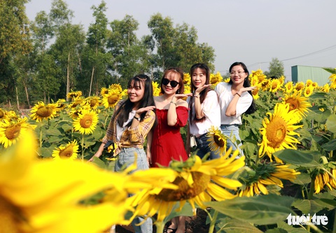 Selfie rực sắc vàng với vườn hướng dương ở TP.HCM - Ảnh 1. Selfie rực sắc vàng với vườn hướng dương ở TP.HCM - Ảnh 1.
