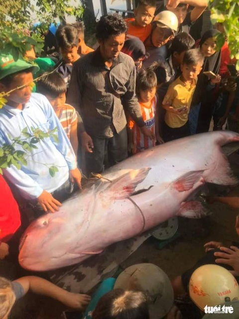 Nông dân An Giang bắt được cá tra dầu 230kg - Ảnh 1. Nông dân An Giang bắt được cá tra dầu 230kg - Ảnh 1.
