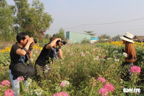 Selfie rực sắc vàng với vườn hướng dương ở TP.HCM - Ảnh 11. Selfie rực sắc vàng với vườn hướng dương ở TP.HCM - Ảnh 11.