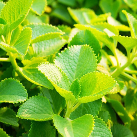 Những vùng dược liệu chuẩn cho Sản phẩm hỗ trợ trị ho cảm trẻ em Việt - Ảnh 4. Những vùng dược liệu chuẩn cho Sản phẩm hỗ trợ trị ho cảm trẻ em Việt - Ảnh 4.