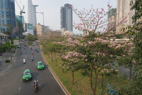 TP.HCM phát động trồng cây tạo mảng xanh làm đẹp thành phố dịp tết - Ảnh 2. TP.HCM phát động trồng cây tạo mảng xanh làm đẹp thành phố dịp tết - Ảnh 2.