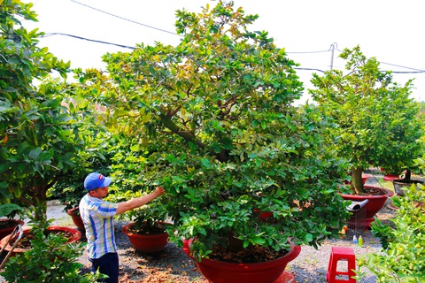 Mai cho thuê chưng tết đa số đã có chủ - Ảnh 1. Mai cho thuê chưng tết đa số đã có chủ - Ảnh 1.