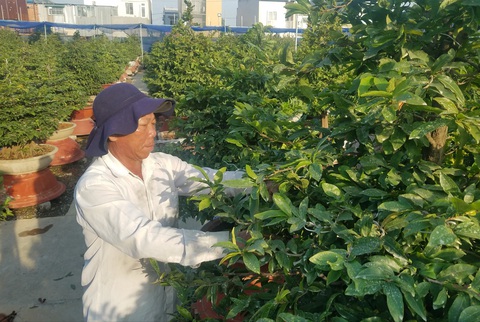 Mai Tết bắt đầu rộn ràng xuống phố - Ảnh 8. Mai Tết bắt đầu rộn ràng xuống phố - Ảnh 8.