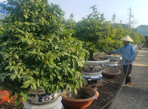 Mai Tết bắt đầu rộn ràng xuống phố - Ảnh 9. Mai Tết bắt đầu rộn ràng xuống phố - Ảnh 9.