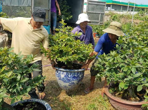 Mai Tết bắt đầu rộn ràng xuống phố - Ảnh 2. Mai Tết bắt đầu rộn ràng xuống phố - Ảnh 2.