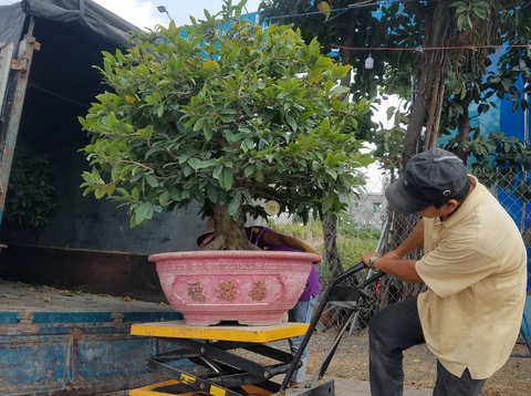 Mai Tết bắt đầu rộn ràng xuống phố - Ảnh 3. Mai Tết bắt đầu rộn ràng xuống phố - Ảnh 3.