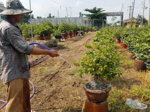 Mai Tết bắt đầu rộn ràng xuống phố - Ảnh 6. Mai Tết bắt đầu rộn ràng xuống phố - Ảnh 6.
