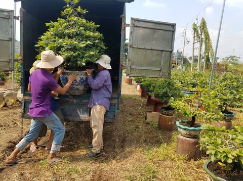Mai Tết bắt đầu rộn ràng xuống phố - Ảnh 5. Mai Tết bắt đầu rộn ràng xuống phố - Ảnh 5.