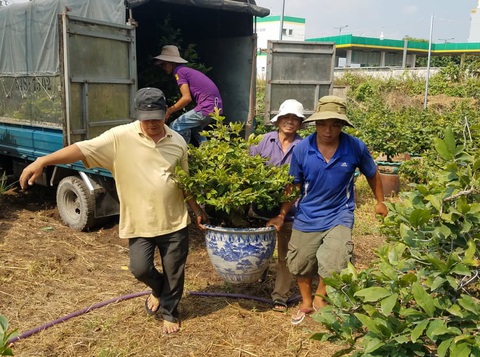 Mai Tết bắt đầu rộn ràng xuống phố - Ảnh 1. Mai Tết bắt đầu rộn ràng xuống phố - Ảnh 1.