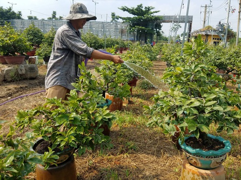 Mai Tết bắt đầu rộn ràng xuống phố - Ảnh 7. Mai Tết bắt đầu rộn ràng xuống phố - Ảnh 7.