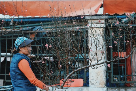 Đào nở sớm, giá nửa triệu đồng một cành vẫn hút khách - Ảnh 5. Đào nở sớm, giá nửa triệu đồng một cành vẫn hút khách - Ảnh 5.