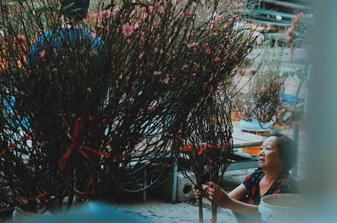 Đào nở sớm, giá nửa triệu đồng một cành vẫn hút khách - Ảnh 4. Đào nở sớm, giá nửa triệu đồng một cành vẫn hút khách - Ảnh 4.