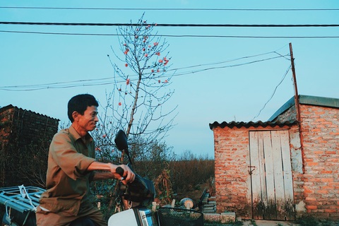 Đào nở sớm, giá nửa triệu đồng một cành vẫn hút khách - Ảnh 9. Đào nở sớm, giá nửa triệu đồng một cành vẫn hút khách - Ảnh 9.