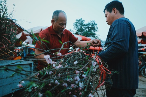 Đào nở sớm, giá nửa triệu đồng một cành vẫn hút khách - Ảnh 12. Đào nở sớm, giá nửa triệu đồng một cành vẫn hút khách - Ảnh 12.