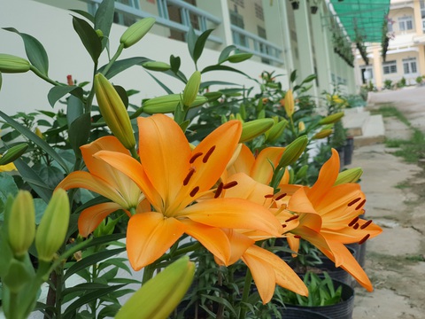Độc đáo ngôi trường thầy trò trồng đầy bắp cải, rau, hoa - Ảnh 14. Độc đáo ngôi trường thầy trò trồng đầy bắp cải, rau, hoa - Ảnh 14.