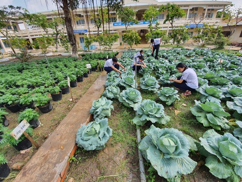 Độc đáo ngôi trường thầy trò trồng đầy bắp cải, rau, hoa - Ảnh 3. Độc đáo ngôi trường thầy trò trồng đầy bắp cải, rau, hoa - Ảnh 3.