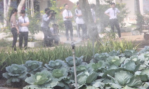 Độc đáo ngôi trường thầy trò trồng đầy bắp cải, rau, hoa - Ảnh 5. Độc đáo ngôi trường thầy trò trồng đầy bắp cải, rau, hoa - Ảnh 5.