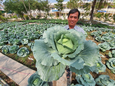 Độc đáo ngôi trường thầy trò trồng đầy bắp cải, rau, hoa - Ảnh 7. Độc đáo ngôi trường thầy trò trồng đầy bắp cải, rau, hoa - Ảnh 7.