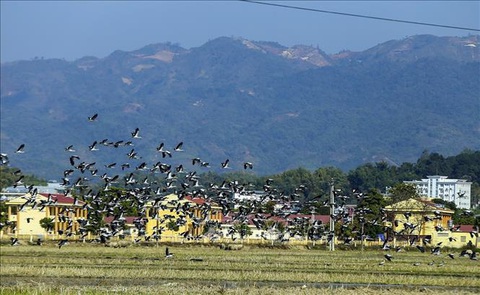 Hàng trăm con cò nhạn quý hiếm xuất hiện ở Mường Thanh - Ảnh 4. Hàng trăm con cò nhạn quý hiếm xuất hiện ở Mường Thanh - Ảnh 4.