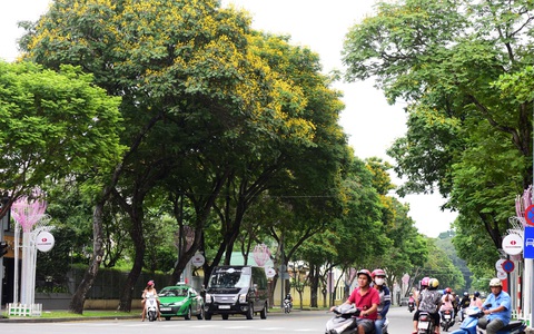 Cần thăm khám lá phổi xanh đô thị của TP.HCM - Ảnh 1. Cần thăm khám lá phổi xanh đô thị của TP.HCM - Ảnh 1.