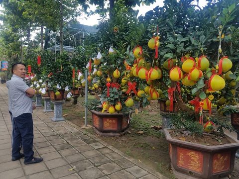 Bưởi Diễn chưng tết giá 70-80 triệu đồng/cây đổ bộ TP.HCM - Ảnh 3. Bưởi Diễn chưng tết giá 70-80 triệu đồng/cây đổ bộ TP.HCM - Ảnh 3.
