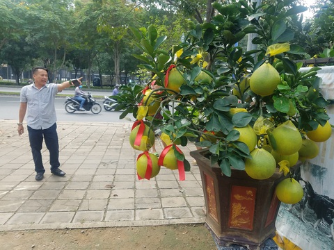 Bưởi Diễn chưng tết giá 70-80 triệu đồng/cây đổ bộ TP.HCM - Ảnh 5. Bưởi Diễn chưng tết giá 70-80 triệu đồng/cây đổ bộ TP.HCM - Ảnh 5.