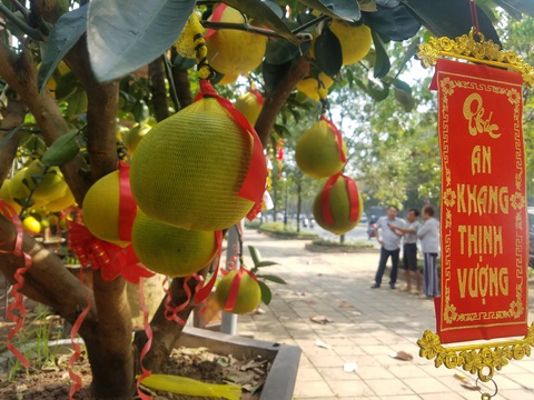 Bưởi Diễn chưng tết giá 70-80 triệu đồng/cây đổ bộ TP.HCM - Ảnh 1. Bưởi Diễn chưng tết giá 70-80 triệu đồng/cây đổ bộ TP.HCM - Ảnh 1.