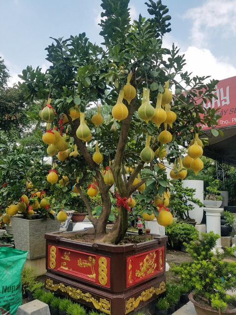 Bưởi Diễn chưng tết giá 70-80 triệu đồng/cây đổ bộ TP.HCM - Ảnh 7. Bưởi Diễn chưng tết giá 70-80 triệu đồng/cây đổ bộ TP.HCM - Ảnh 7.